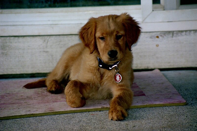 Golden Retriever Puppy — Brown, Calm, Photograph, Collar