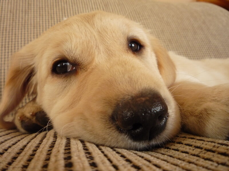 Golden Retriever Puppy — Brown, Calm, Photograph, Couch