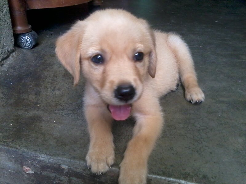 Golden Retriever Puppy — Brown, Calm, Photograph, Floor