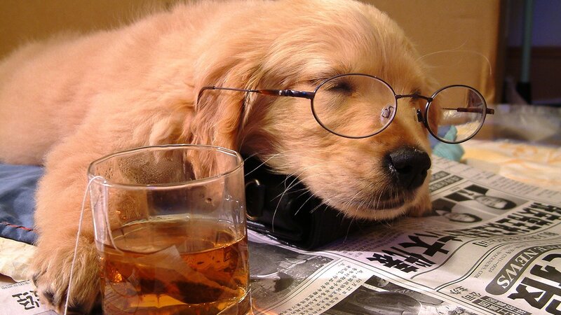 Golden Retriever Puppy — Brown, Calm, Photograph, Glasses, Glass of Liquid