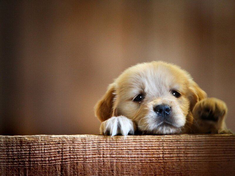 Golden Retriever Puppy — Brown, Calm, Photograph, Paw, Wooden Surface
