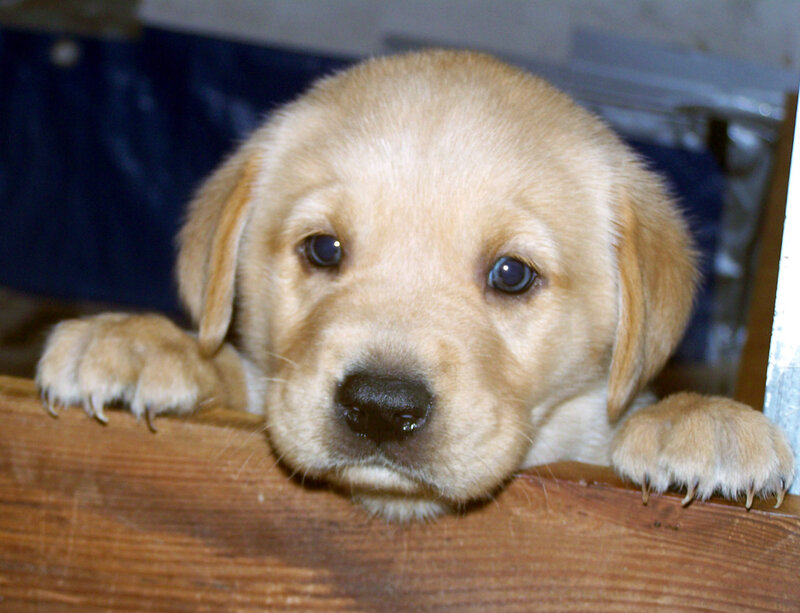 Golden Retriever Puppy — Brown, Calm, Photograph, Paws