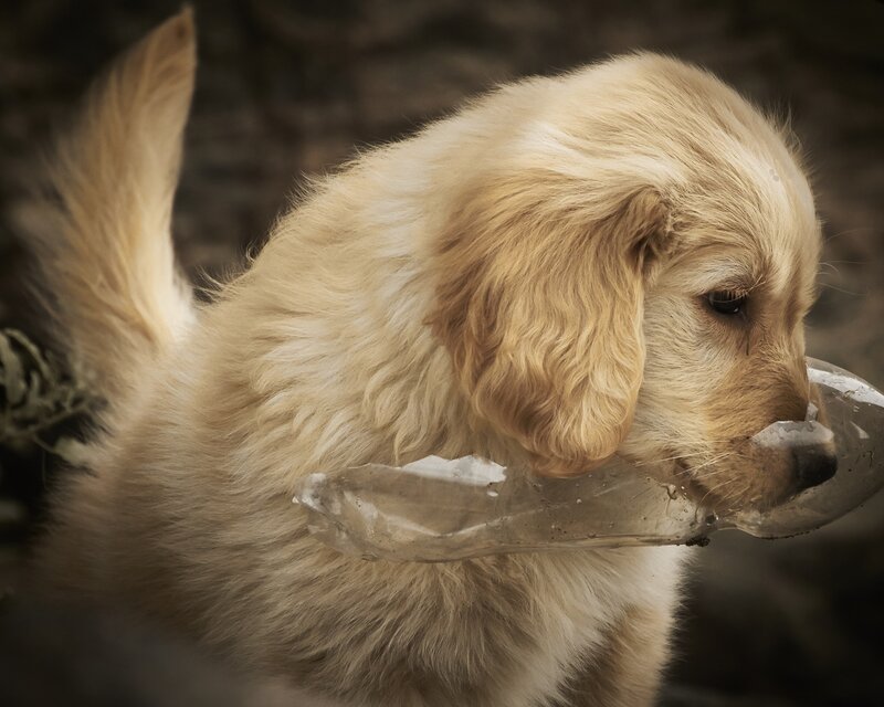Golden Retriever Puppy — Brown, Calm, Photograph, Plastic Bottle