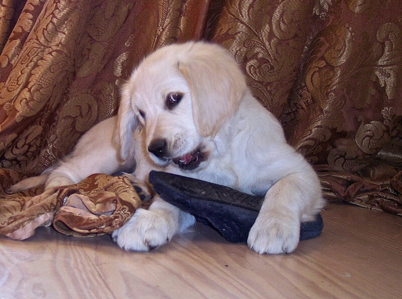 Golden Retriever Puppy — Brown, Calm, Photograph, Slipper