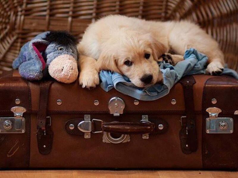 Golden Retriever Puppy — Brown, Calm, Photograph, Stuffed Animal