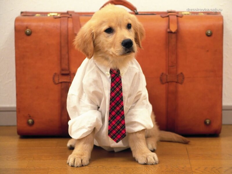 Golden Retriever Puppy — Brown, Calm, Photograph, Suitcase
