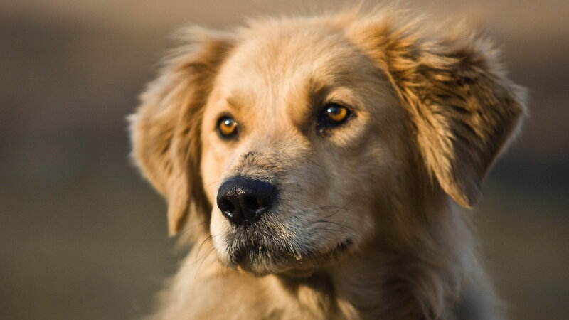 Golden Retriever Puppy — Brown, Calm, Sunset, Photograph