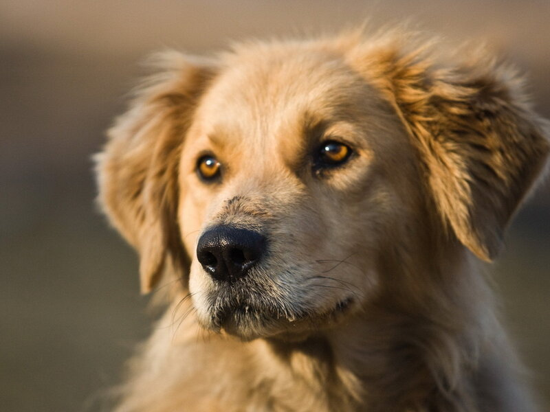 Golden Retriever Puppy — Brown, Calm, Sunset