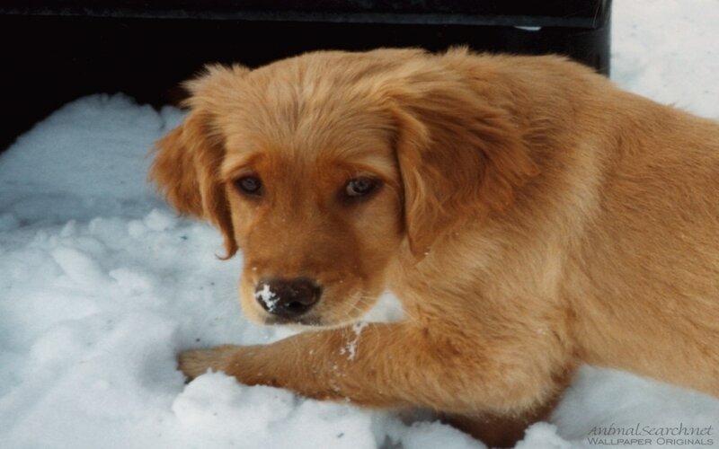 Golden Retriever Puppy — Brown, Calm