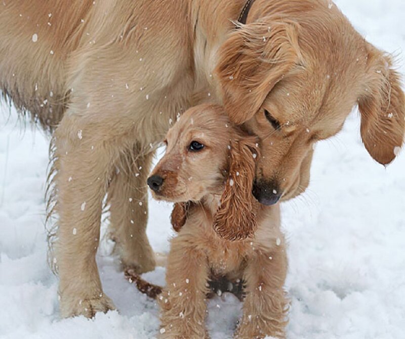 Golden Retriever Puppy — Brown, Calm, Winter