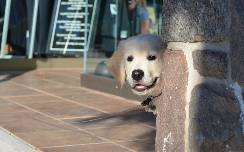Golden Retriever Puppy — Brown, Curious, Afternoon
