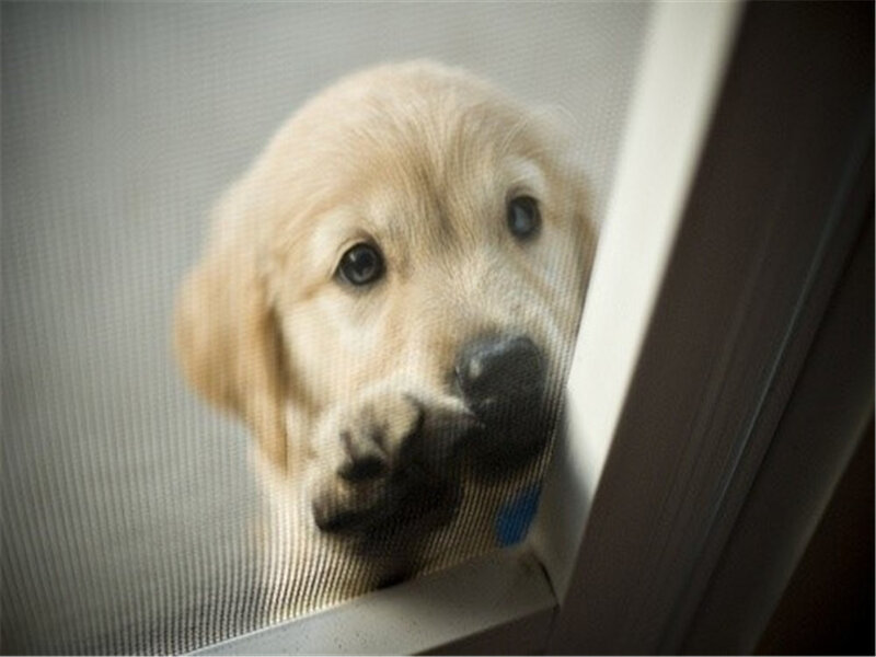 Golden Retriever Puppy — Brown, Curious