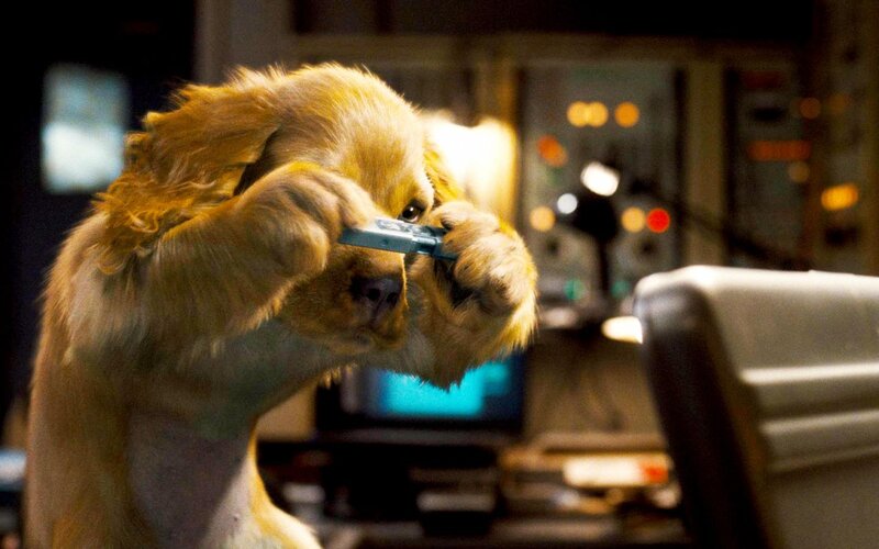 Golden Retriever Puppy — Brown, Dramatic, Photograph, Paws