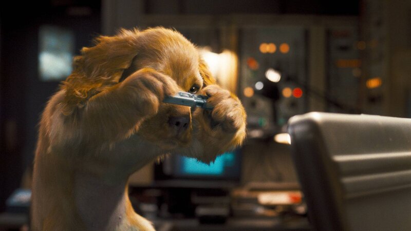 Golden Retriever Puppy — Brown, Dramatic