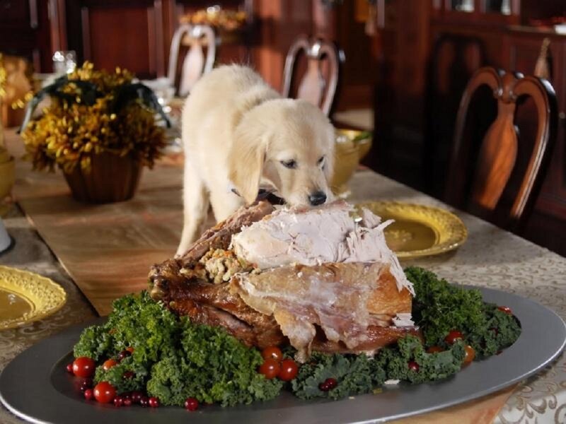 Golden Retriever Puppy — Brown, Festive