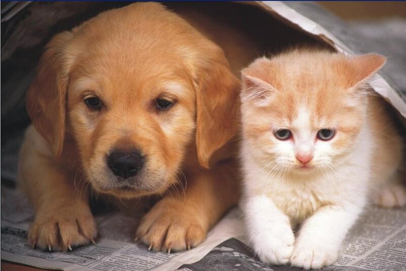 Golden Retriever Puppy — Brown, Kitten