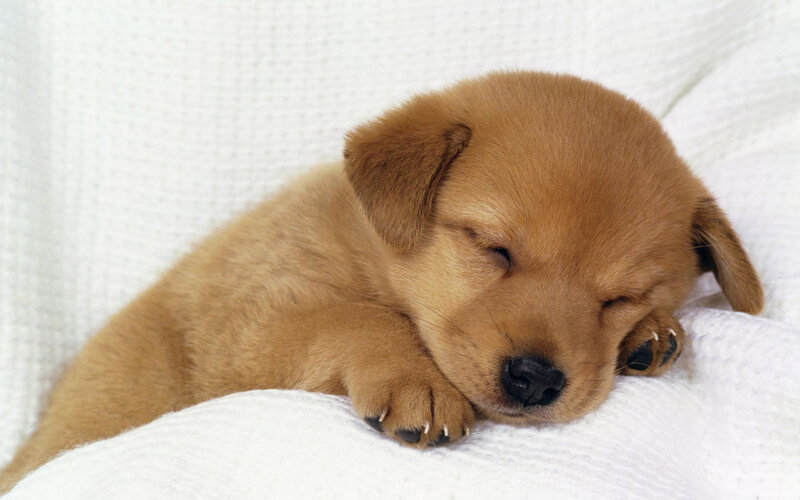 Golden Retriever Puppy — Brown, Peaceful, Photograph, Blanket