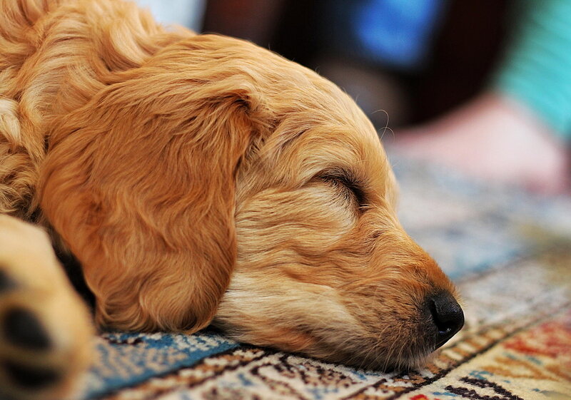 Golden Retriever Puppy — Brown, Peaceful, Photograph, Carpet