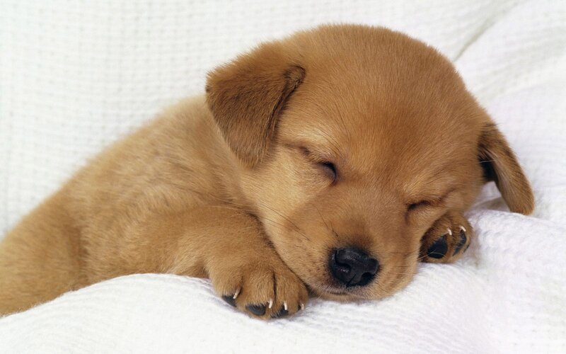 Golden Retriever Puppy — Brown, Peaceful, Photograph