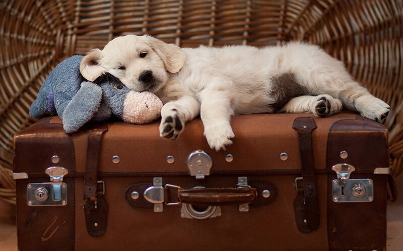 Golden Retriever Puppy — Brown, Peaceful
