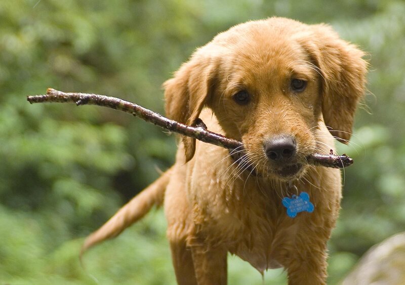 Golden Retriever Puppy — Brown, Playful, Photograph