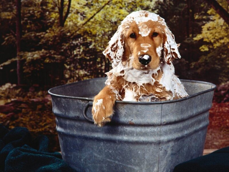 Golden Retriever Puppy — Brown, Playful