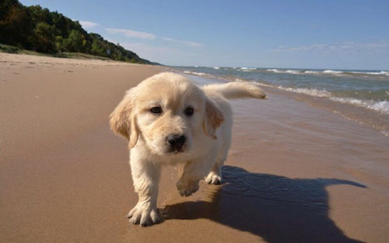 Golden Retriever Puppy — Brown, Serene