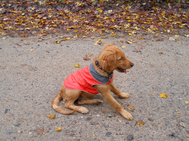 Golden Retriever Puppy — Brown