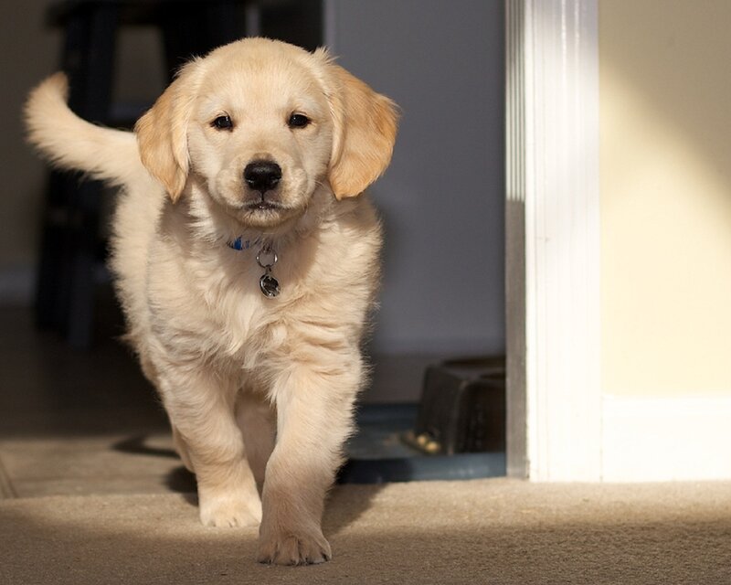 Golden Retriever Puppy — Cream, Calm