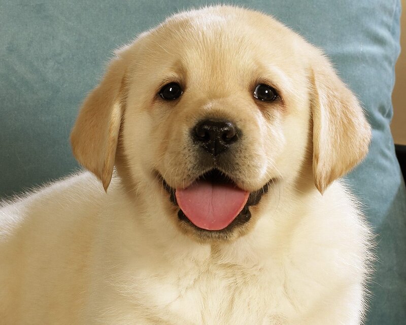 Golden Retriever Puppy — Cream, Happy