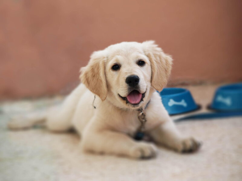 Golden Retriever Puppy — Cream, Playful