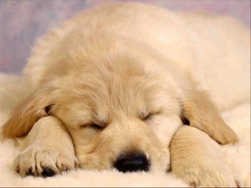 Golden Retriever Puppy — Cream