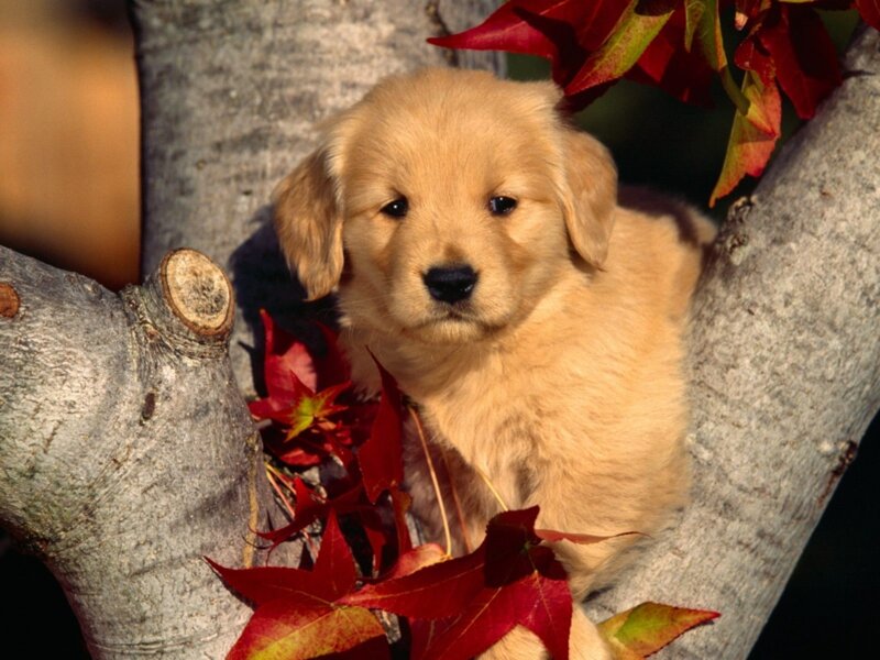 Golden Retriever Puppy — Gold, Calm, Autumn, Photograph, Tree Branch