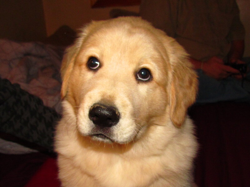 Golden Retriever Puppy — Gold, Calm, Night