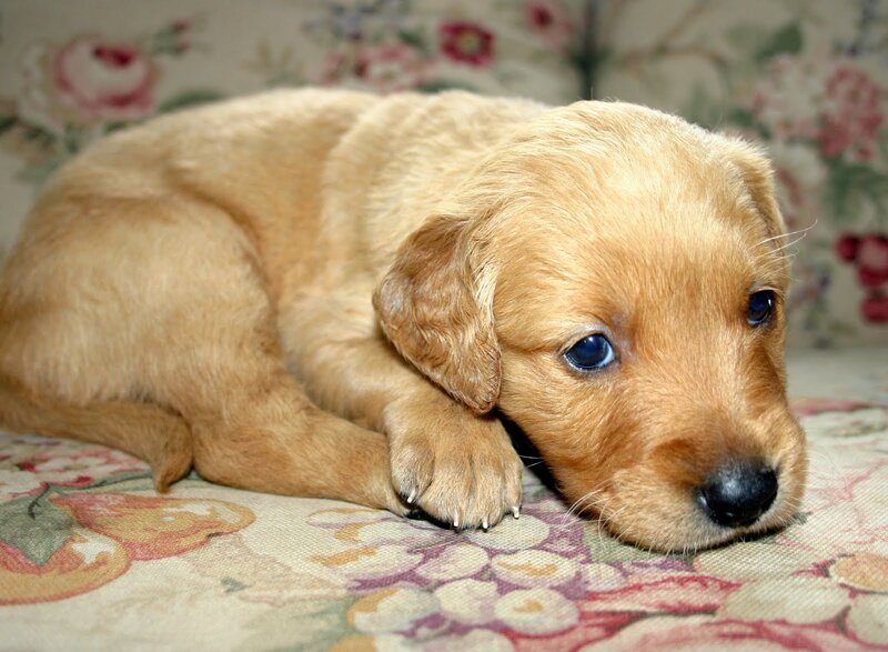 Golden Retriever Puppy — Gold, Calm, Photograph, Couch