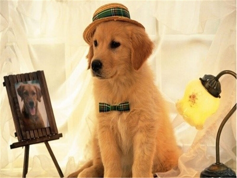 Golden Retriever Puppy — Gold, Calm, Photograph, Hat
