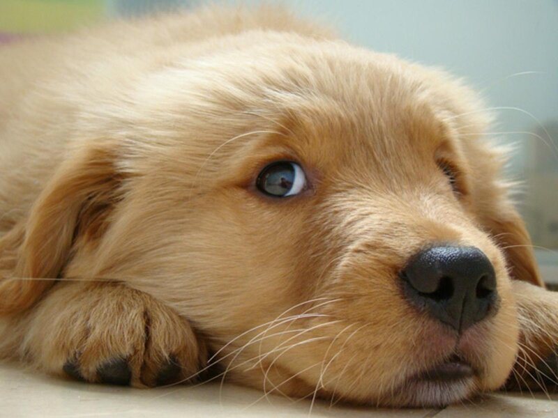Golden Retriever Puppy — Gold, Calm, Photograph, Paws