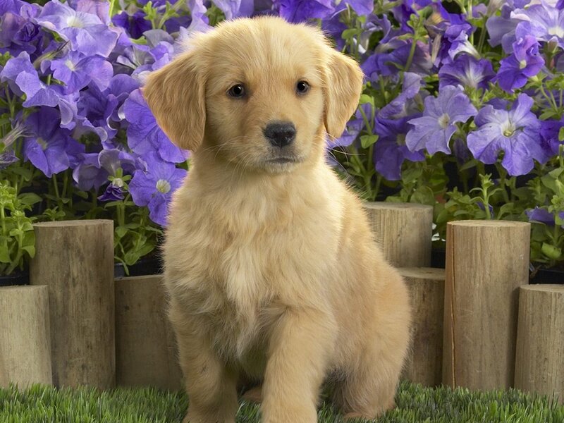 Golden Retriever Puppy — Gold, Calm, Spring