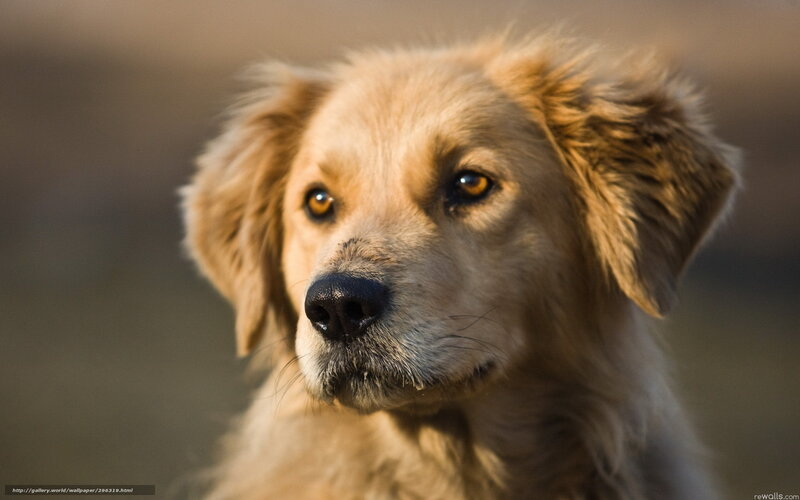 Golden Retriever Puppy — Gold, Calm, Sunset, Photograph
