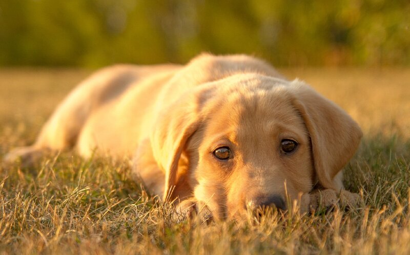Golden Retriever Puppy — Gold, Calm, Sunset