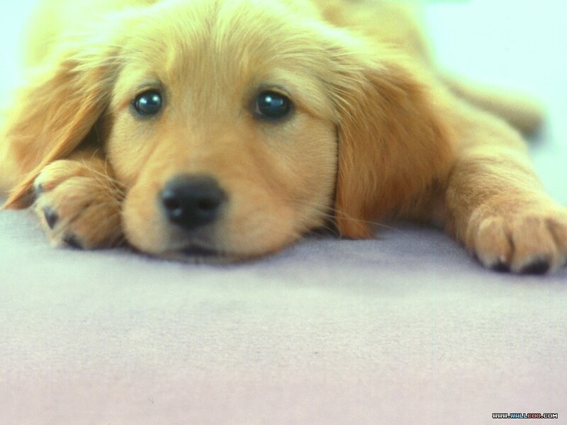 Golden Retriever Puppy — Gold, Calm