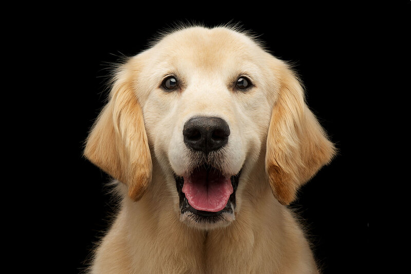 Golden Retriever Puppy — Gold, Neutral