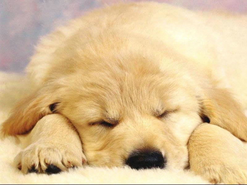 Golden Retriever Puppy — Gold, Peaceful, Photograph, Sleeping