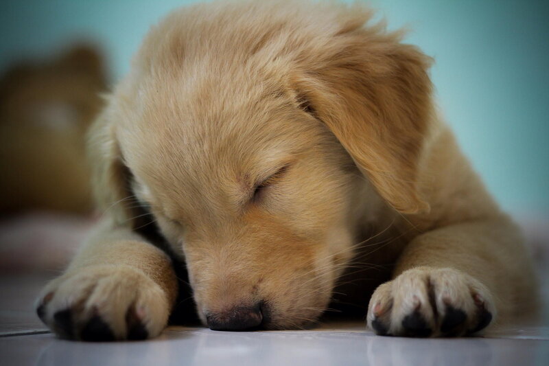 Golden Retriever Puppy — Gold, Peaceful, Photograph