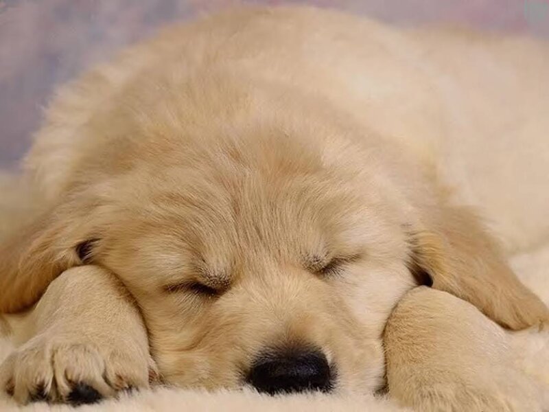 Golden Retriever Puppy — Gold, Peaceful