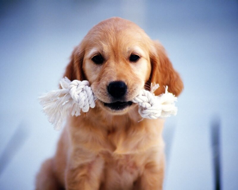 Golden Retriever Puppy — Gold, Playful, Photograph