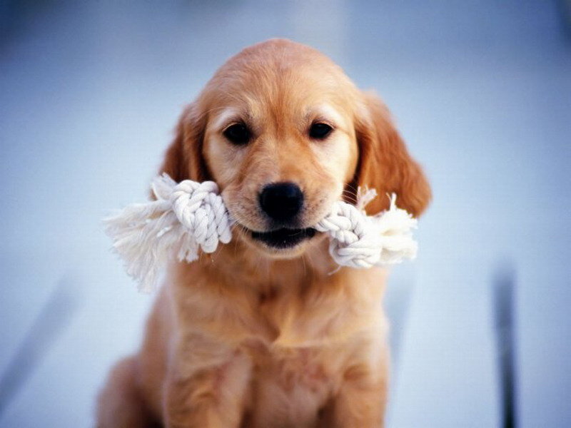 Golden Retriever Puppy — Gold, Playful
