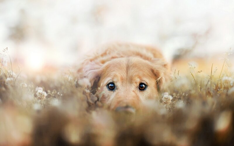 Golden Retriever Puppy — Gold, Serene