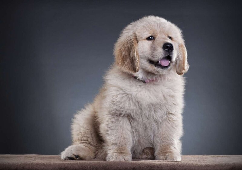 Golden Retriever Puppy — Gray
