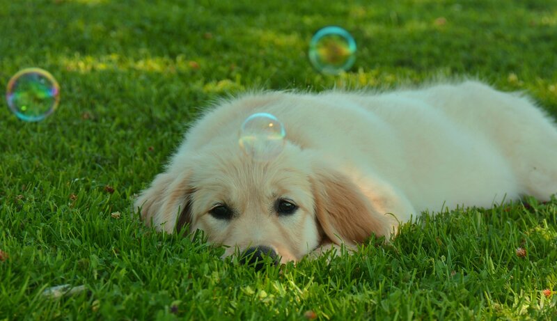 Golden Retriever Puppy — Green, Calm, Afternoon, Photograph, Grass, Bubbles